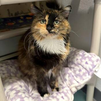 Archimedes -  Domestic Long Hair and Domestic Short Hair Cat for Adoption in Woodinville, Washington - Archimedes | PetCurious