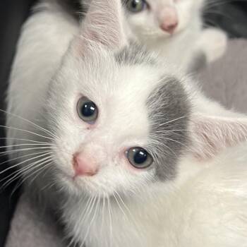 Glitch-C -  Domestic Short Hair Cat Available for Adoption in East St. Louis, Illinois - Glitch-C | PetCurious