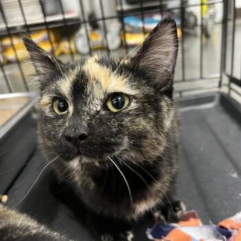 Murphy -  Domestic Short Hair Cat for Adoption in Idaho Falls, Idaho - Murphy | PetCurious