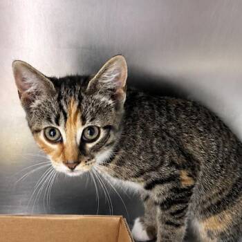 Leah -  Domestic Short Hair Cat for Adoption in Corbin, Kentucky - Leah | PetCurious