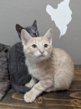 Rufus -  Domestic Short Hair Cat for Adoption in Oconto, Wisconsin - Rufus | PetCurious