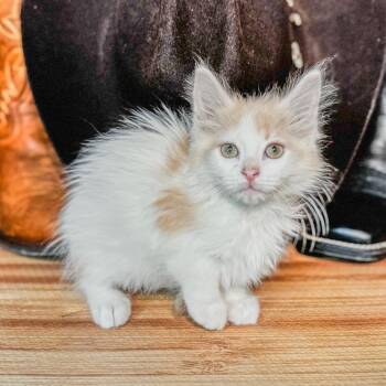 Jack Twist -  Domestic Long Hair Cat for Adoption in Belleville, Illinois - Jack Twist | PetCurious