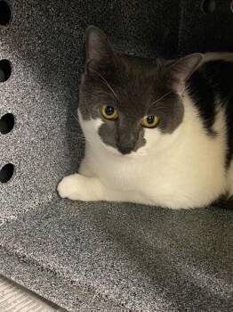 Enzo -  Domestic Short Hair Cat for Adoption in Daytona Beach, Florida - Enzo | PetCurious