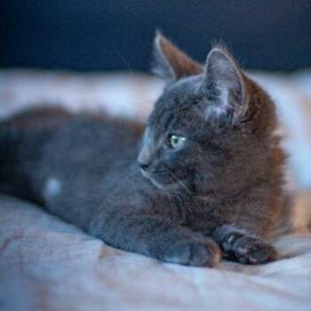 Rye -  Domestic Short Hair Cat for Adoption in Talent, Oregon - Rye | PetCurious