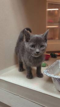 93362a Ginger -  Domestic Short Hair Cat for Adoption in North Charleston, South Carolina - 93362a Ginger | PetCurious