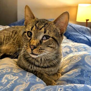 Domestic Short Hair Cats Available for Adoption in Kenhorst, Pennsylvania - Finn | PetCurious