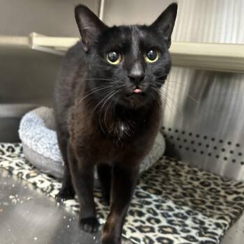 Maya -  Domestic Short Hair Cat for Adoption in Denver, Colorado - Maya | PetCurious