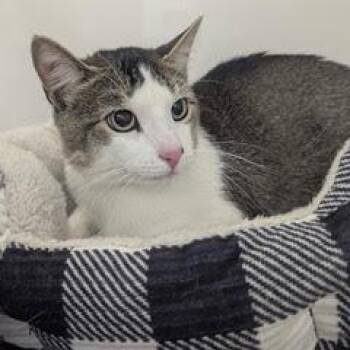 Rescue Tabby Cats for Adoption in Green Valley, Arizona - Mouse--Available With Bonded Companion, Archie | PetCurious