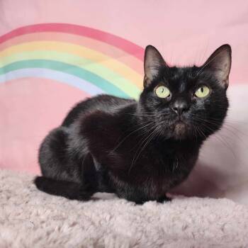 Rescue Domestic Short Hair Cats for Adoption in Greensburg, Pennsylvania - Morgana | PetCurious