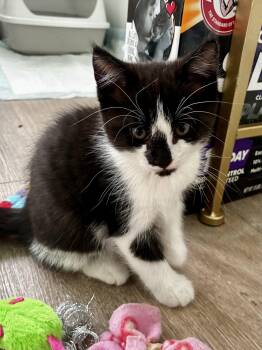 Domestic Short Hair Cats Available for Adoption in Greenville, Delaware - Fern, Willow Grove Area, (FCID 05/06/2026-136) | PetCurious