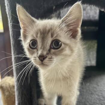 Elie -  Domestic Medium Hair Cat for Adoption in Birmingham, Alabama - Elie | PetCurious