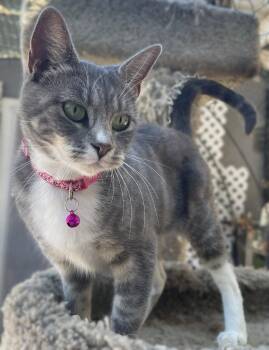 Willow -  Tabby and Domestic Short Hair Cat for Adoption in Walnut Creek, California - Willow | PetCurious