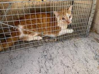 Domestic Short Hair Cats Available for Adoption in Louisville, Kentucky - A796628 | PetCurious
