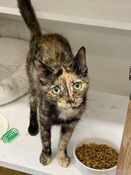 Rosita -  Tortoiseshell Cat for Adoption in Downers Grove, Illinois - Rosita | PetCurious