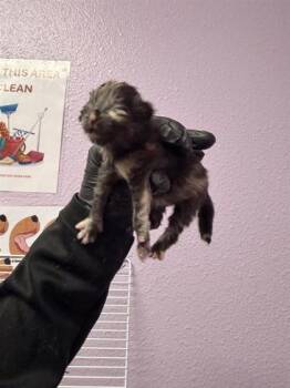 61324018 -  Domestic Short Hair Cat for Adoption in El Paso, Texas - 61324018 | PetCurious