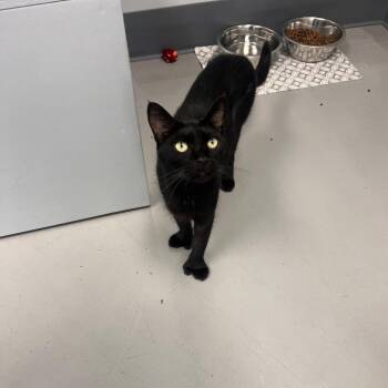 Paulie - Apply at Central Purrk! -  Extra Toes Cat Hemingway Polydactyl Cat for Adoption in Georgetown, Kentucky - Paulie - Apply At Central Purrk! | PetCurious