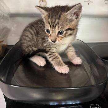 Kakira Bacardi GHA1_5 -  Domestic Short Hair Cat for Adoption in Columbia, Missouri - Kakira Bacardi GHA1_5 | PetCurious