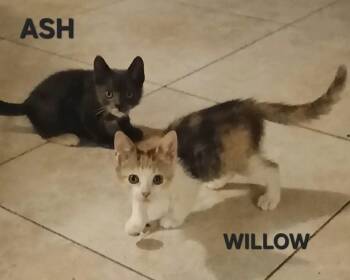 Rescue Domestic Short Hair and Domestic Medium Hair Cats for Adoption in Boca Raton, Florida - Ash & Willow BONDED | PetCurious