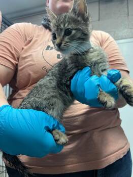 Domestic Short Hair Cats Available for Adoption in Blountville, Tennessee - Frankie | PetCurious