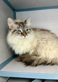 Zuri -  Himalayan Cat for Adoption in Montgomery, New Jersey - Zuri | PetCurious