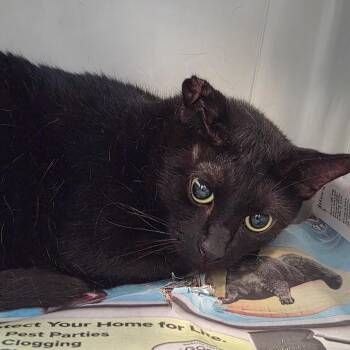 Batman -  Domestic Short Hair Cat for Adoption in Montgomery, Alabama - Batman | PetCurious