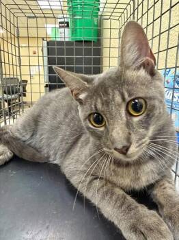 KIMMY -  Domestic Short Hair Cat for Adoption in Fort Myers, Florida - KIMMY | PetCurious