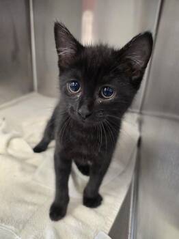 Pop -  Domestic Short Hair Cat for Adoption in Wellington, Kansas - Pop | PetCurious