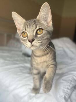Malokai -  Domestic Short Hair Cat for Adoption in Richmond, Kentucky - Malokai | PetCurious