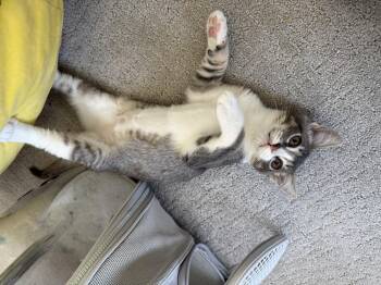 Kreacher - male kitten -  Tabby Cat for Adoption in Los Altos, California - Kreacher - Male Kitten | PetCurious