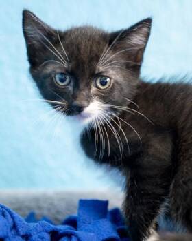 Minnie -  Domestic Short Hair Cat for Adoption in Pequot Lakes, Minnesota - Minnie | PetCurious