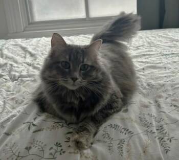 Domestic Medium Hair and Domestic Short Hair Cats Available for Adoption - Chloé | PetCurious