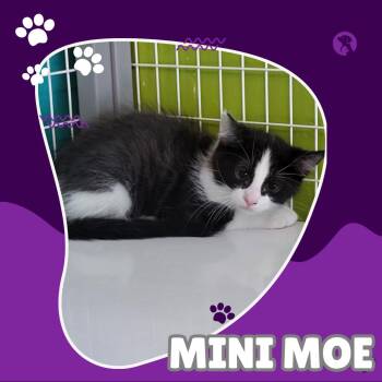 Mini Moe -  Domestic Medium Hair Cat for Adoption in Tucson, Arizona - Mini Moe | PetCurious
