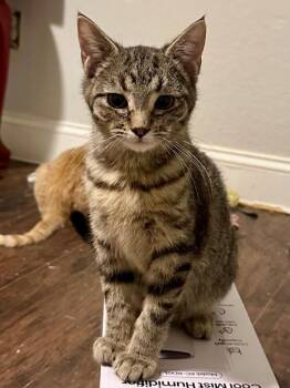 Domestic Short Hair Cats Available for Adoption in Kennewick, Washington - Forrest Gump | PetCurious