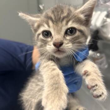 Rhino -  Domestic Short Hair Cat for Adoption in Summerville, South Carolina - Rhino | PetCurious