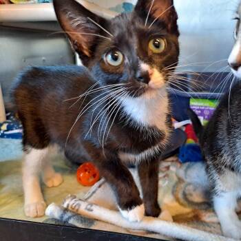 Domestic Short Hair Cats Available for Adoption in Rock Falls, Illinois - Blossom | PetCurious