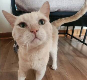 Simba -  Domestic Short Hair Cat for Adoption in Beckley, West Virginia - Simba | PetCurious
