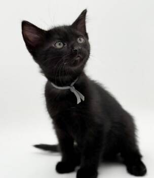 Murphy (grey collar) -  Domestic Short Hair Cat for Adoption in Bowling Green, Kentucky - Murphy (grey Collar) | PetCurious