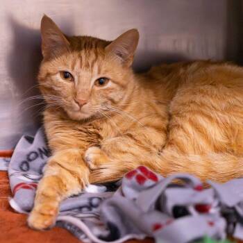 Domestic Short Hair Cats Available for Adoption in Mentor, Ohio - Rusty | PetCurious