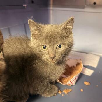 Domestic Medium Hair Cats Available for Adoption in Indianapolis, Indiana - Taz | PetCurious