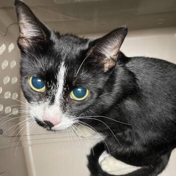 Mrs. Lovett -  Domestic Short Hair Cat for Adoption in Allentown, Pennsylvania - Mrs. Lovett | PetCurious