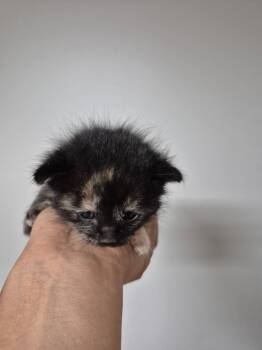Domestic Short Hair Cats Available for Adoption in Cincinnati, Ohio - Galaxy | PetCurious