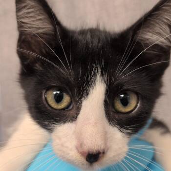 Ring of Fire -  Domestic Short Hair Cat for Adoption in Hattiesburg, Mississippi - Ring Of Fire | PetCurious