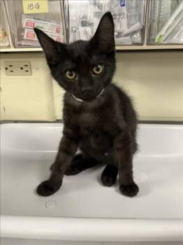 *SKATE -  Domestic Short Hair Cat for Adoption in Woodland, California - *SKATE | PetCurious