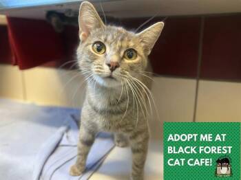 Domestic Short Hair Cats Available for Adoption in Fort Wayne, Indiana - CHEEKIES | PetCurious