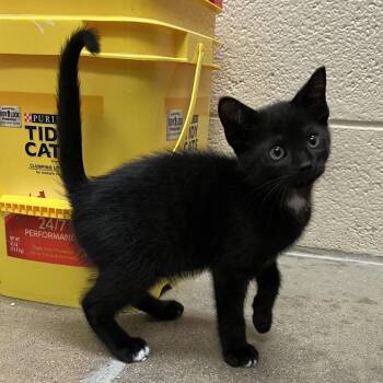 Domestic Short Hair Cats Available for Adoption in York, Pennsylvania - WetSuit Willy | PetCurious