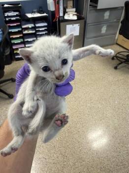 Domestic Short Hair Cats Available for Adoption in Doral, Florida - POSEIDON | PetCurious