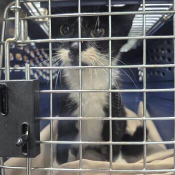 Janine (FKA Tory Kitten) -  Domestic Short Hair Cat for Adoption in Newark, New Jersey - Janine (FKA Tory Kitten) | PetCurious