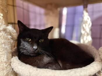 Rescue Domestic Short Hair Cats for Adoption in Fair Haven, Vermont - Cinder | PetCurious