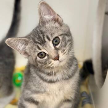Slate -  Domestic Short Hair Cat Available for Adoption in Champaign, Illinois - Slate | PetCurious