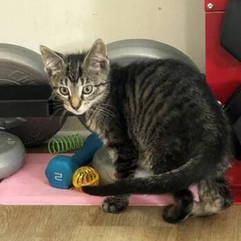 Gertrude (Bashful Buddy) -  Domestic Short Hair Cat for Adoption in Wheaton, Illinois - Gertrude (Bashful Buddy) | PetCurious